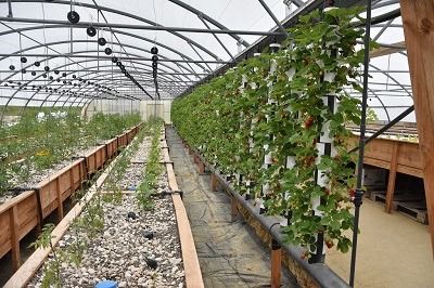 Les bienfaits de la serre solaire aquaponique
