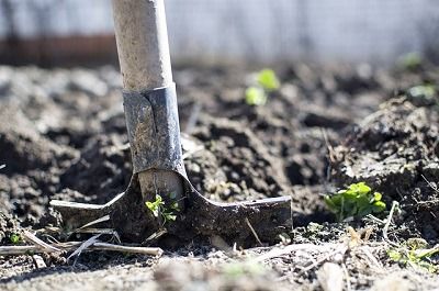 Conseils pratiques pour jardiner avec la lune