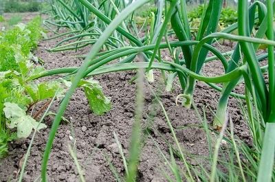 culture biodynamique : présentation de cette technique