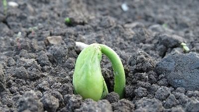 Quand planter ses légumes dans son potager ?