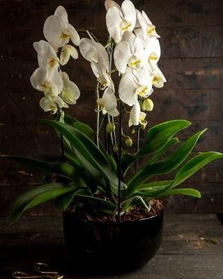 Pourquoi les orchidées jaunissent-elles des feuilles ?