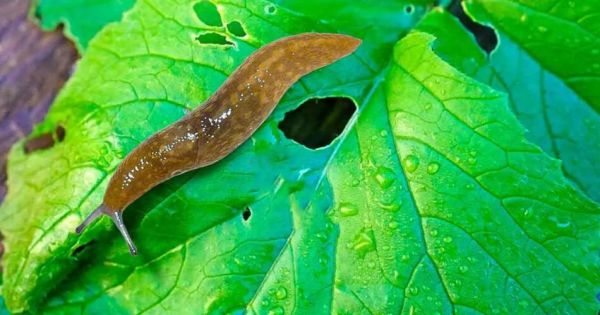 Lutte Écologique : Comment Éliminer les Limaces & Escargots du Jardin ?