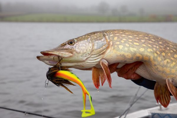 Fermeture du brochet : faut-il tout changer ?