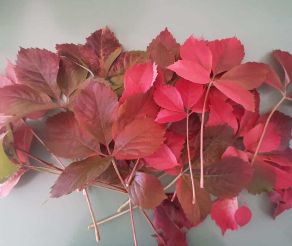Des façons créatives de réutiliser les feuilles mortes des arbres