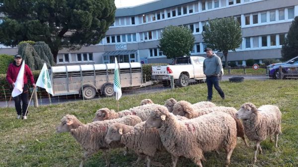 Digne-les-Bains: une action "coup de poing" des agriculteurs devant les locaux de la DDT