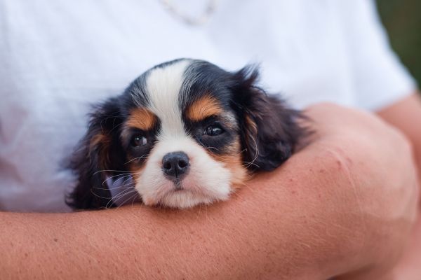 Choisir la meilleure assurance pour son chiot : Guide complet