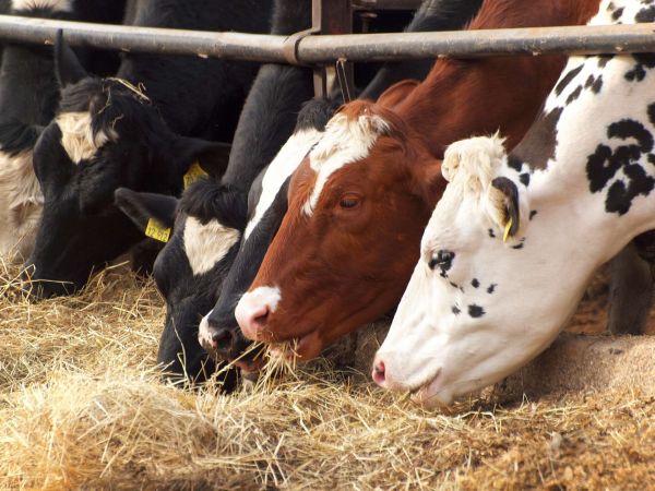 Grippe aviaire : des traces du virus H5N1 trouvées dans du lait de vache pasteurisé