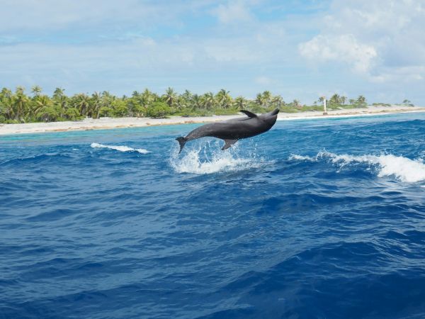 Un dauphin retrouvé mort sur une plage, les premiers éléments de l'enquête font froid dans le dos