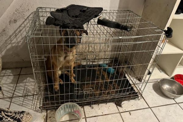 Animaux : enfermé dans une cage et "baignant dans ses excréments", un chiot sauvé in extremis