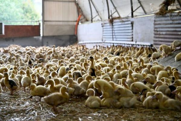 Grippe aviaire en France : le niveau de risque abaissé à "négligeable"