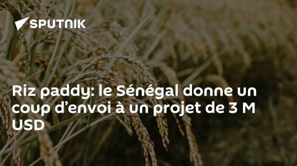 Riz paddy: le Sénégal donne un coup d'envoi à un projet de 3 M USD