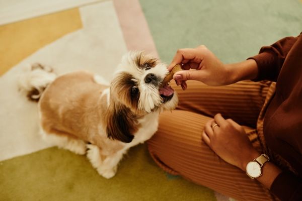 Les conseils d’Esprit Dog sur la récompense à donner au chien : quand, comment, pourquoi ?