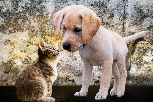 La giardiose chez le chien et le chat : signes d'alerte, prévention et prise en charge