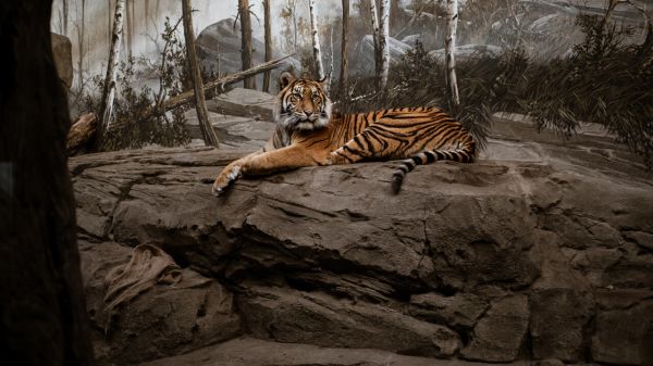 Brève histoire des zoos, du prestige impérial à la préservation mondiale