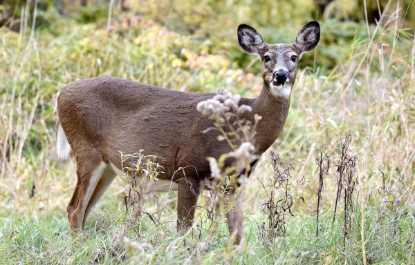 Montréal procédera à l'abattage de cerfs dans deux parcs cet automne