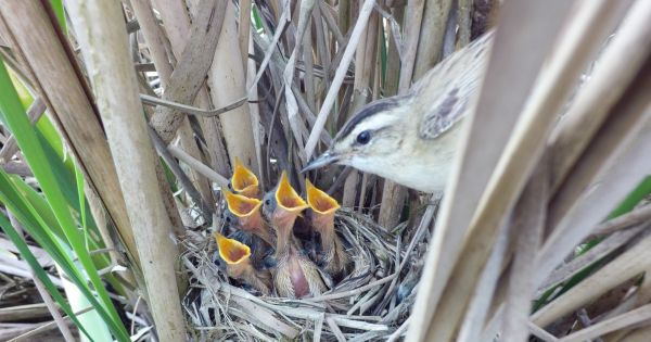 Survie des oiseaux : une étude montre l'importance de la qualité du lieu de reproduction