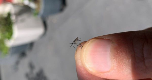 Santé. Le moustique-tigre cible de surveillance prioritaire pour l'Agence régionale de santé