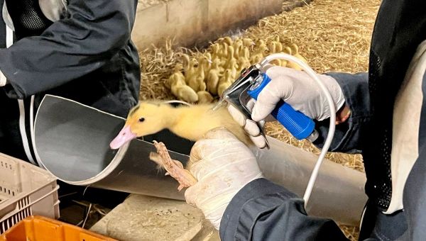 Grippe aviaire : le niveau de risque abaissé à "négligeable" en France