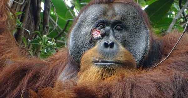 Animaux. Un orang-outan de Sumatra blessé se soigne lui-même avec une plante