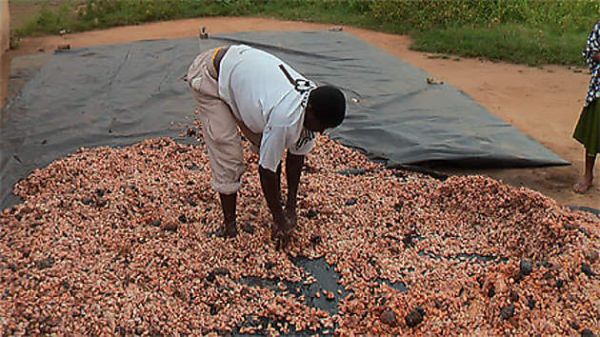 Côte d'Ivoire, la filière cacao face à “la gestion opaque” du Conseil café-cacao