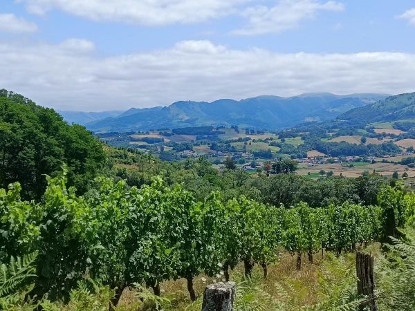 Viticulture : au Pays basque, Irouléguy avance malgré les défis climatiques