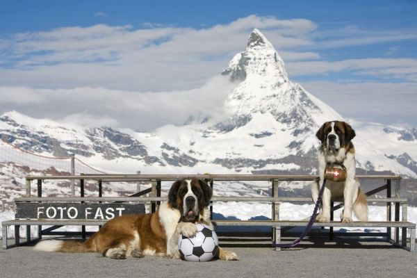 "Ce chien a une place particulière dans le cœur des gens" : un parc thématique dédié au Saint-Bernard va voir le jour en Suisse