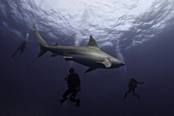 En Floride, où les attaques de squale sont les plus fréquentes, les chercheurs veulent redorer l'image du requin