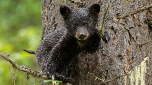 Des touristes provoquent l'indignation en arrachant un ourson d'un arbre pour de risibles selfies