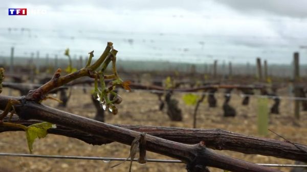 VIDÉO - "En vingt minutes, il n'y a plus rien" : le vignoble de Chablis dévasté par la grêle | TF1 INFO