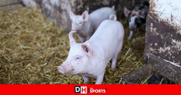 Un couple d'agriculteurs de la région de Bastogne poursuivi à Arlon car ils élèvent leurs porcelets sans permis