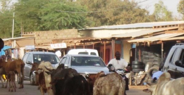 Marché à bétail de Fada NGourma : une matinée dans le poumon économique résilient (Sidwaya )
