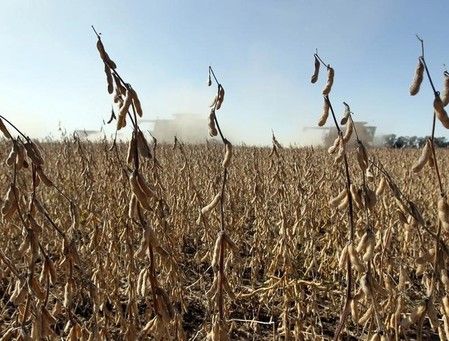 Le blé augmente en raison de la demande des acheteurs internationaux ; le maïs et le soja prolongent leurs pertes