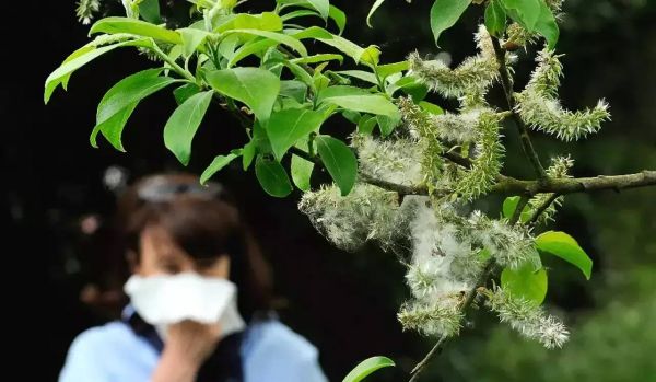 Allergies aux pollens: le Var et les Alpes-Maritimes toujours en alerte rouge, attention cette semaine est à risque pour les graminées