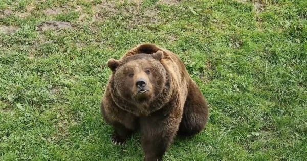 Suisse. Juraparc vient d'accueillir deux nouveaux ours en provenance du zoo-refuge "La Tanière"