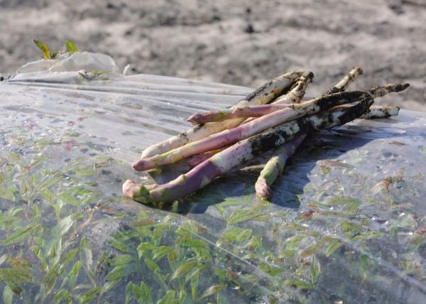 Comme chaque année au printemps, des kilos d'asperges sont dérobés en plein champ, de gros préjudices pour les maraîchers