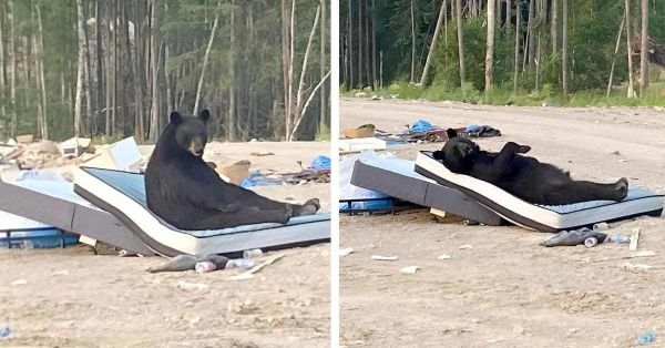 L’histoire hilarante d’un ours dormant paisiblement sur un matelas abandonné