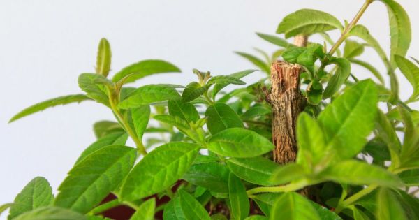 Plante anti-moustique : quelles variétés sont les plus efficaces ?