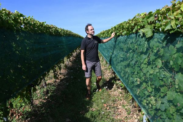 Beaujolais : des vignerons mettent le cap sur l'agroécologie « pour faire perdurer le métier »