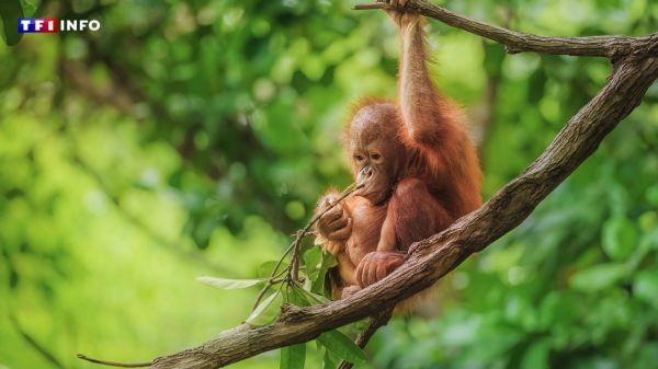 La "diplomatie de l'orang-outan" : comment la Malaisie cherche à redorer son image avec ses singes | TF1 INFO