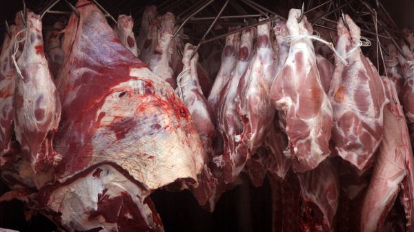 «Au cœur de la bête», plongée dans un abattoir avec Lorrain Voisard