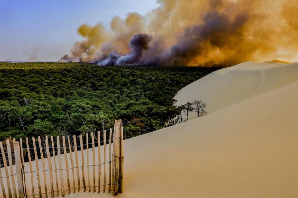 La forêt de La Teste-de-Buch revit : retour en images sur les terribles feux de l'été 2022