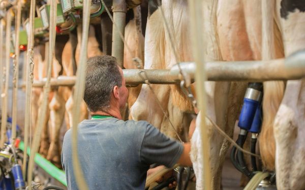 Prix du lait : deux coopératives devant le tribunal