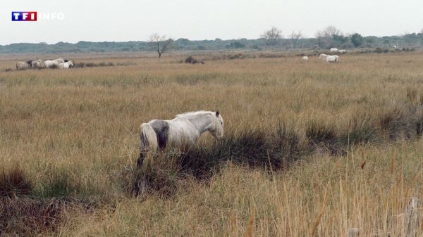 Projet de ligne très haute tension en Camargue : bientôt une ZAD en pays d'Arles ? | TF1 INFO