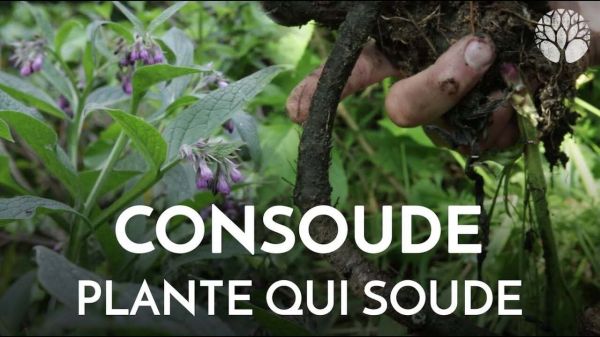 La consoude consolide et cicatrise les tissus, peau, muscles, os…