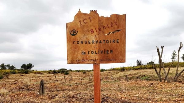 Le conservatoire de l'olivier inauguré ce samedi 25 mai sur le plateau de Vitrolles