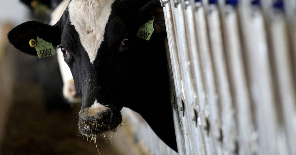 Deuxième cas humain de grippe aviaire lié à une épidémie chez les vaches aux Etats-Unis