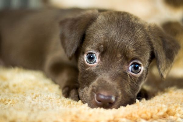 4 étapes pour apprendre au chiot à rester seul