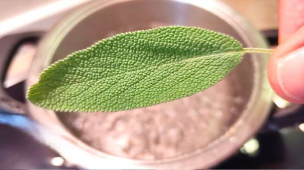 Pourquoi un homme devrait-il mourir alors que cette plante pousse dans son jardin ?