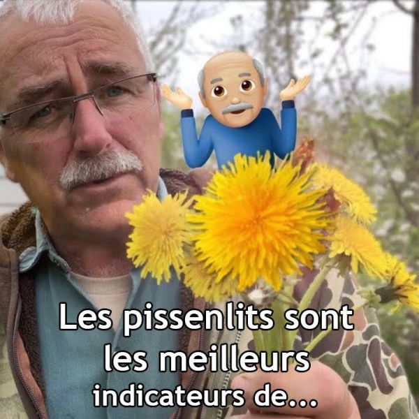 Les pissenlits sont les meilleurs indicateurs de…