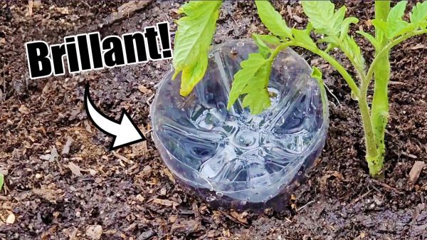 Les 10 meilleures astuces gratuites pour cultiver un potager